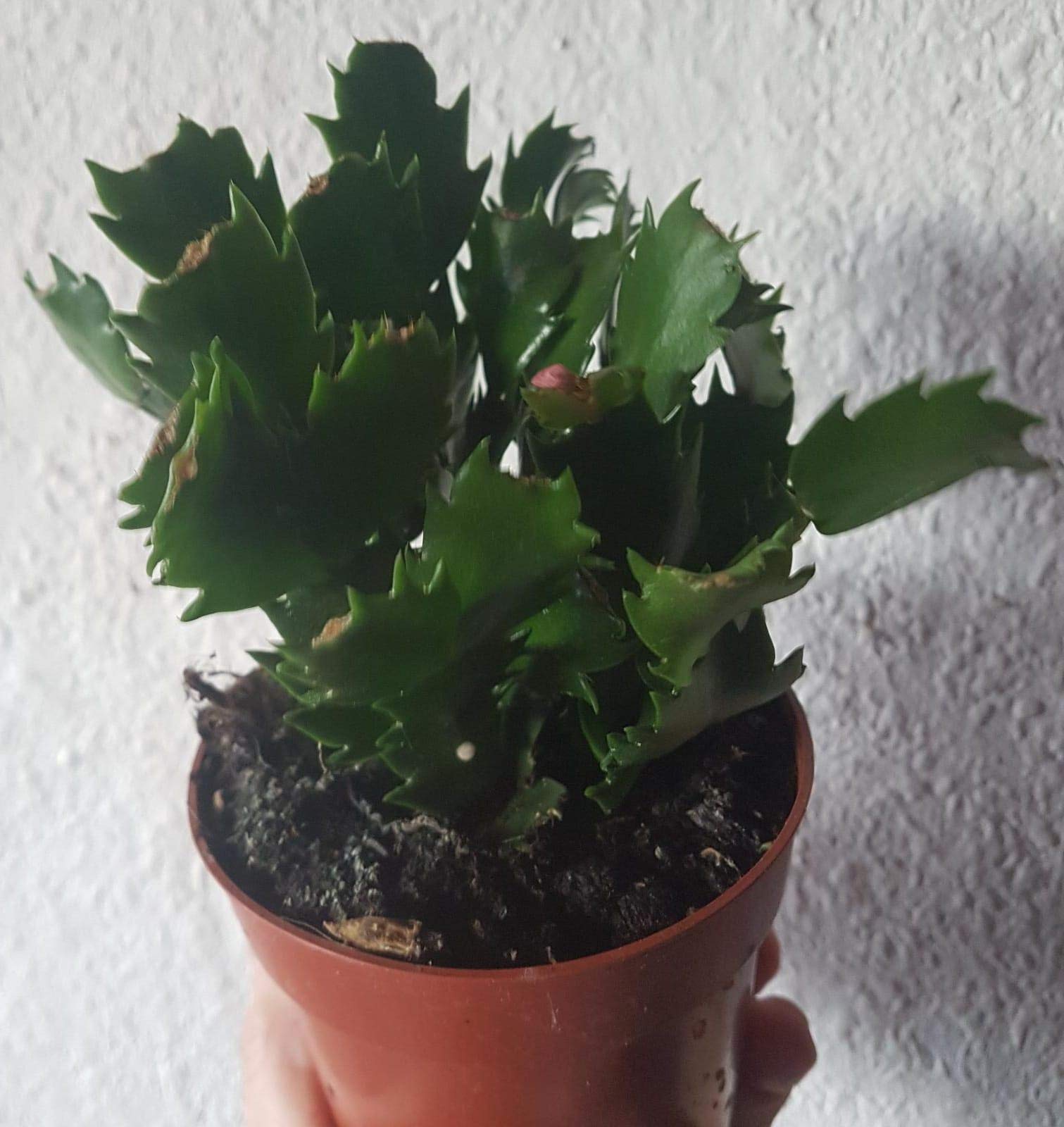 Weihnachtskaktus (Schlumbergera) Zimmerpflanze, pflegeleichter Winterblher,  (im ca. 9cm Topf, ca. 15cm hoch, Orange blhend) : Amazon.de: Garten