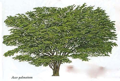 Miniatura 4 de 1-1000 semillas de árbol de arce japonés Acer Palmatum otoño otoño amarillo rojo 0179 (más de 250 semillas)