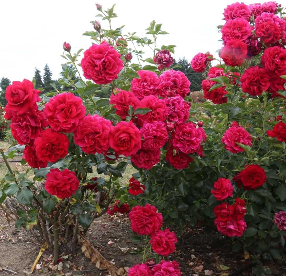 Heirloom Roses Red Rose Bush - Courageous™ Live English Legend Rose Plant for Outdoor Planting