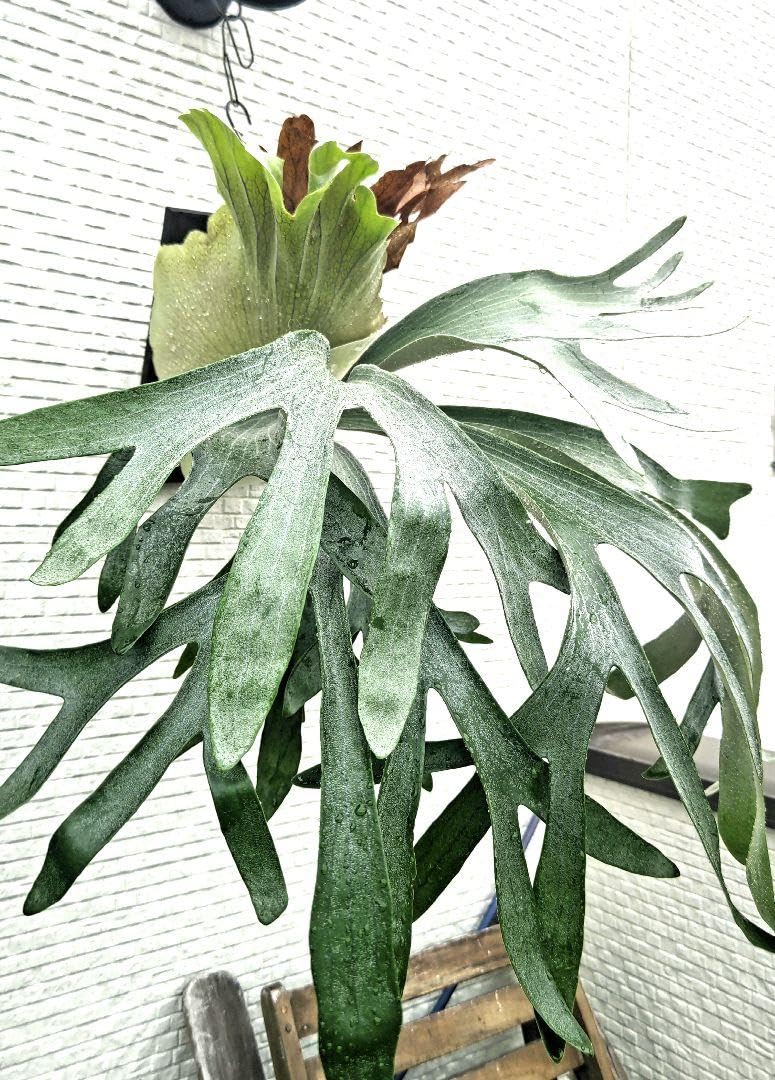 Amazon.co.jp: ビカクシダムーンライトP.Moonlight子株 ホビーグッズ