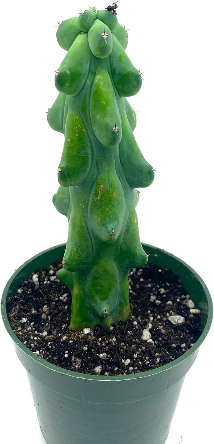 6” Rare Boobie Cactus - Myrtillocactus Geometrizans Fukurokuryuzinboku, Hardy Drought Tolerant. Easy to Grow Indoor/Outdoor, Pet Friendly.