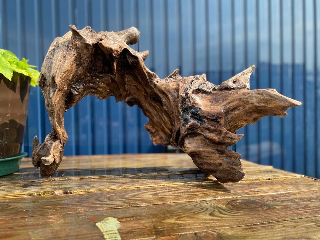 特大 良型 流木 A801 ホーンウッド 特大 良型 流木 A801 ホーンウッド