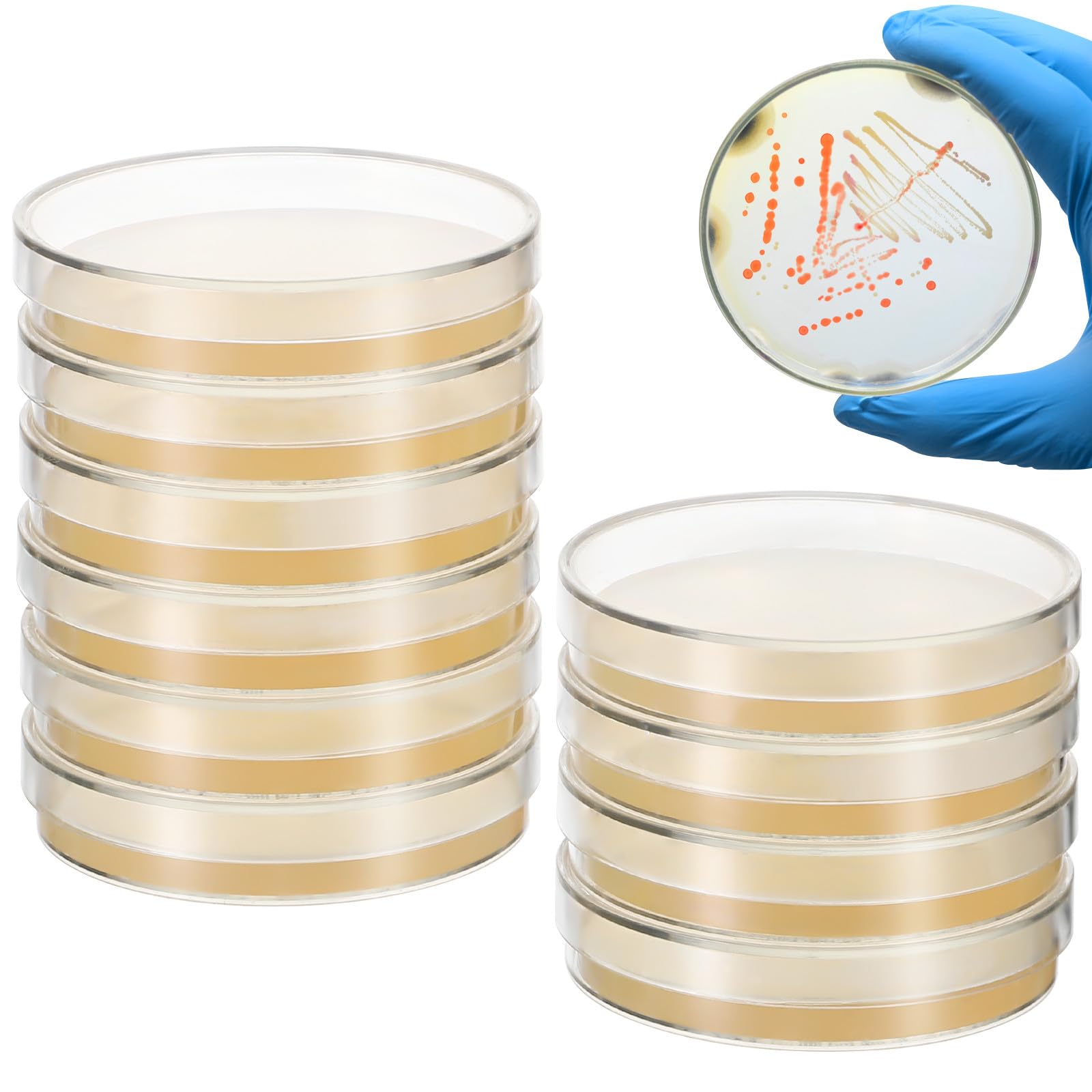20 Pezzi Piastre di Petri con Agar Pre-Colato 7 CM per Coltura Microbiologica Accessori da Laboratorio Portatili per Esperimenti Scientifici e Lezioni di Scienze