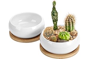 Zoutog's Captivating Ceramic Planters for Flourishing Succulents