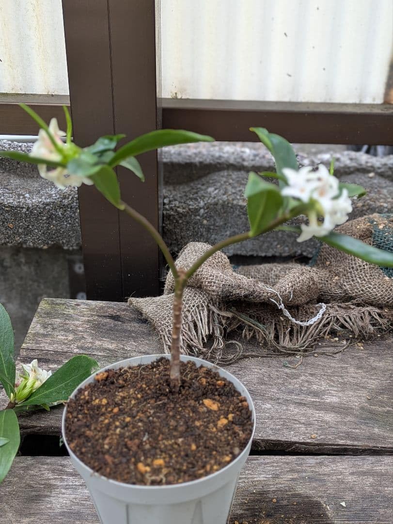 Amazon.co.jp: 沈丁花 開花苗 2つに枝分かれしています 抜き苗 根
