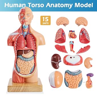 Human Body Model for Anatomy Study, 15 Part 11'' | Human Torso Model with Removable Organs Brain Lung Stomach Heart for Medical Student Lab & Classroom Use