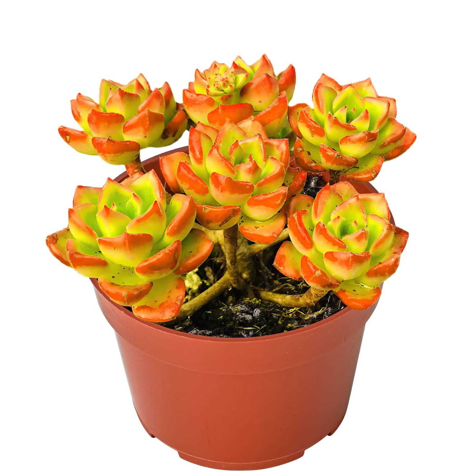 Sedeveria Letizia