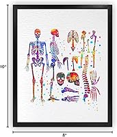 Vista 9 de Dignovel Studios 8X10 Sistema esquelético sin marco humano esqueleto anatomía cuerpo medicina ciencia acuarela arte impresión póster pared guardería