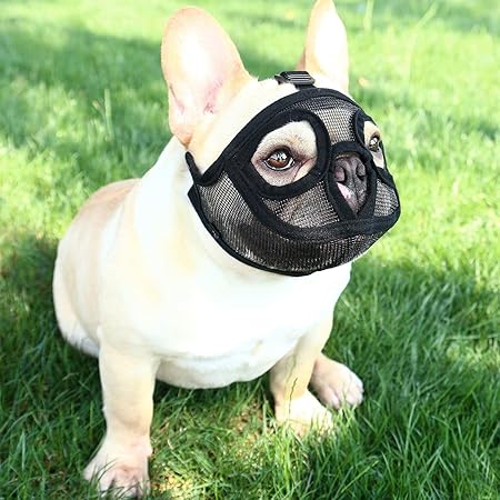 muzzle for a boston terrier