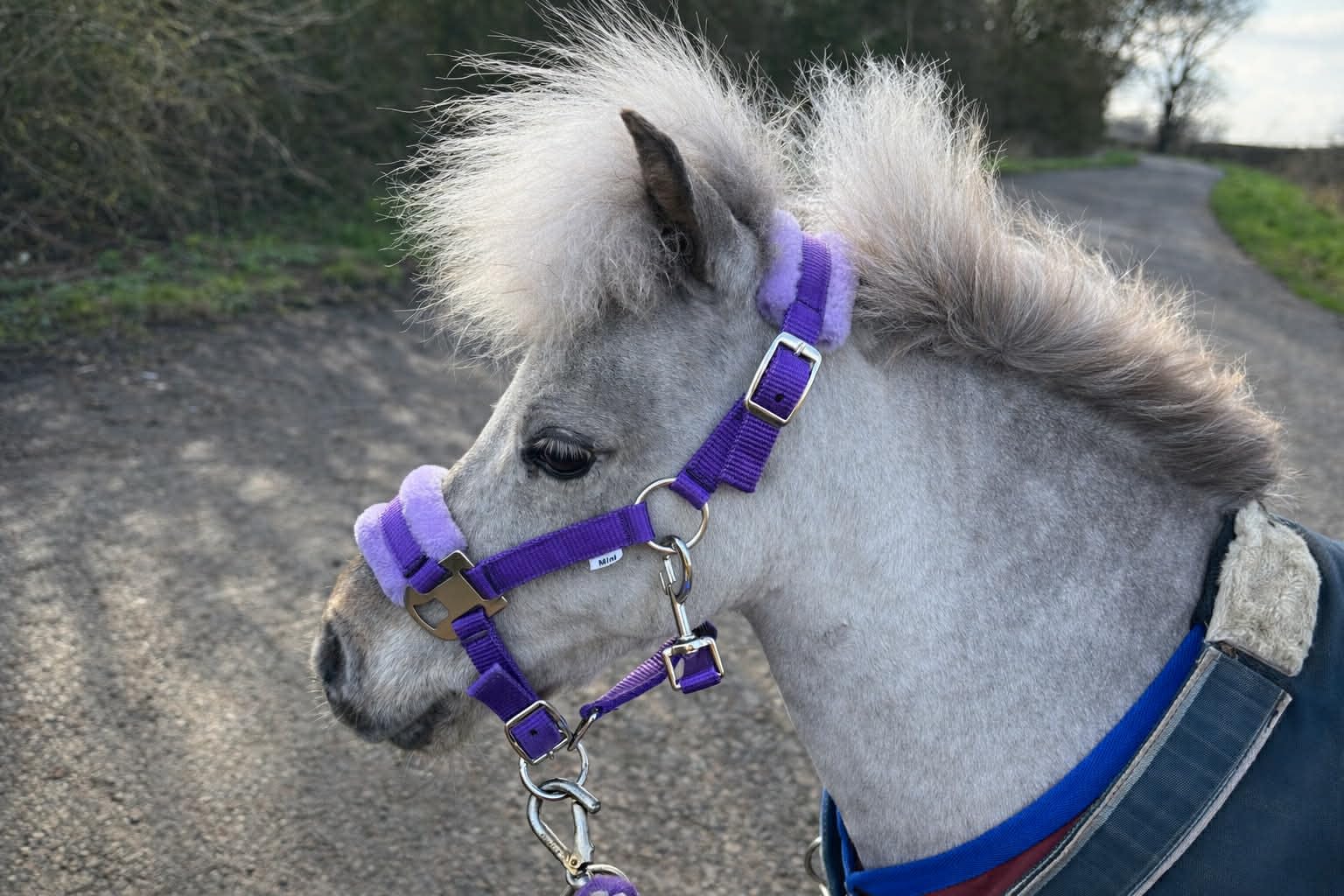 Ruggles Shetland-Miniature Head Collar With Matching Fur Trim 3/4" (Purple, Standard Shetland)