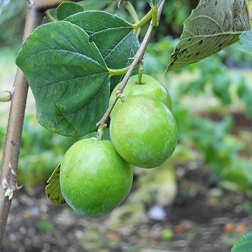 Miniatura 2 de QAUZUY GARDEN 8 semillas de Ziziphus Mauritiana, reliquia y árboles frutales de azufaifo dulce y sin OMG fáciles de cultivar de bajo mantenimiento,