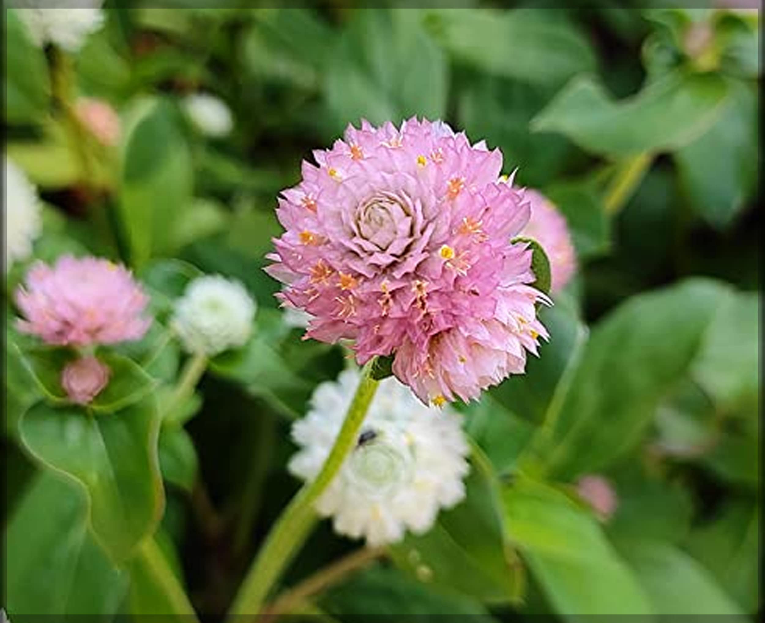 Gomphrena Lite Pink/Globe amaranth/Gomphrena globosa Pink Flower Seeds (Pack of 50+ Seeds) - GardenHunt (B0BFRY39VT) Amazon Price History, Amazon Price Tracker