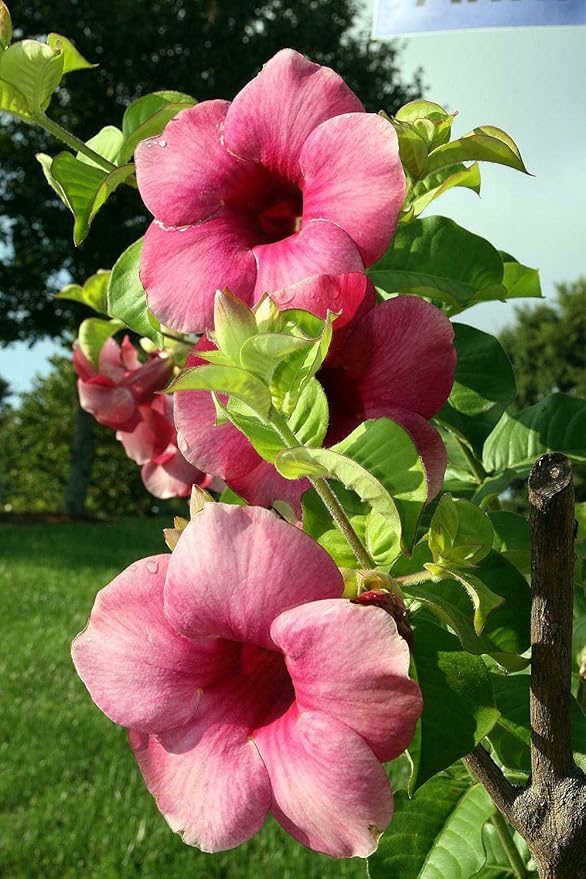 Allamanda cathartica Cherries Jubilee Patio, Lawn & Garden