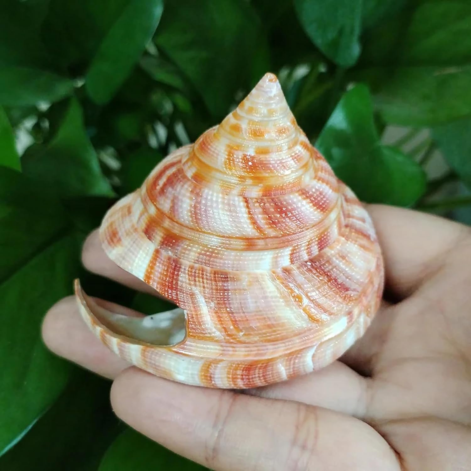 Conch Shells for Decoration,1Pcs 5.5-7cm Natural Emperor's Slit Shell Orange Tower Snail Seashell Specimen Collection Aquarium Fish Tank Landscape Photo Props Decoration