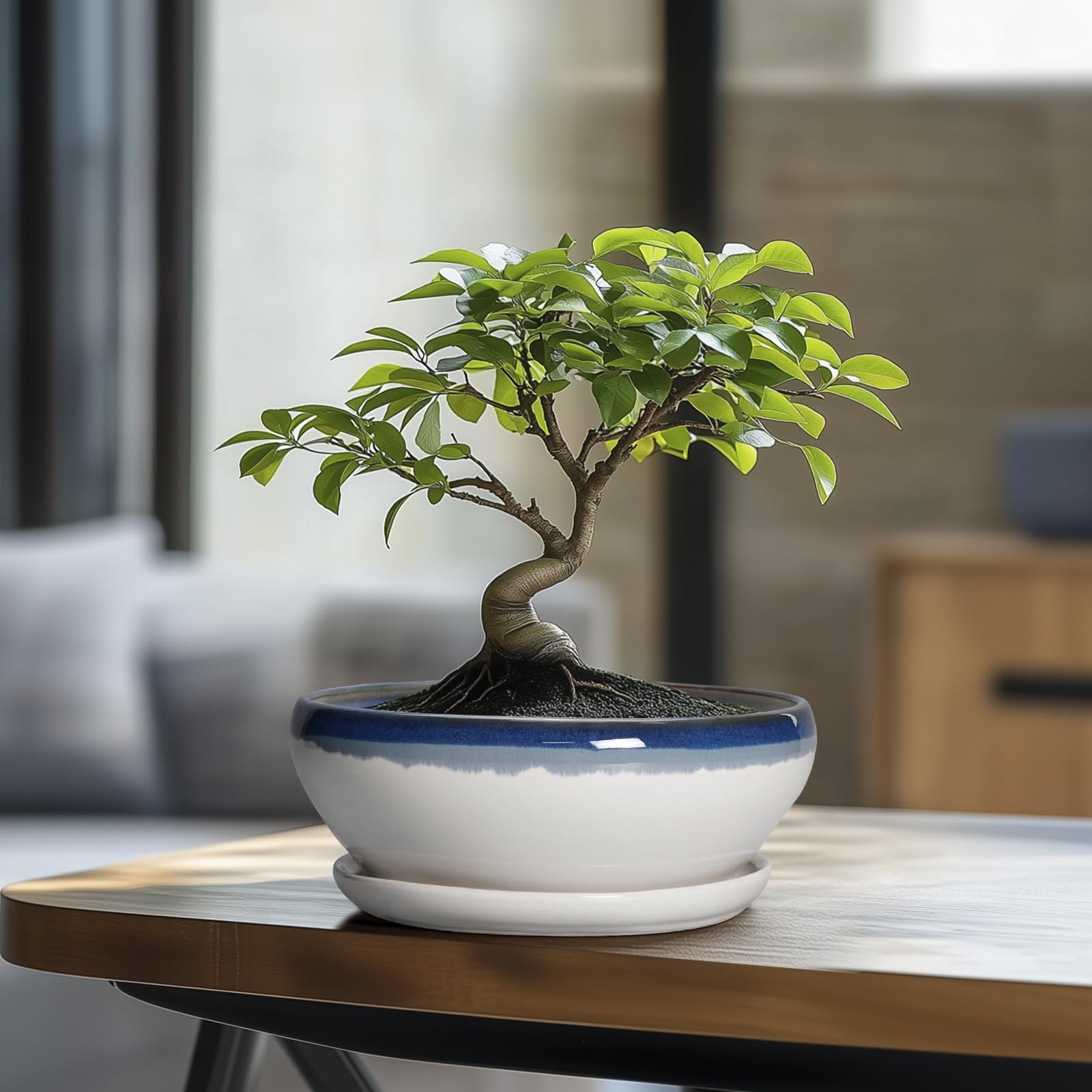 SQOWL Bonsai-Töpfe Keramik - 20,3 cm Sukkulenten-Pflanzgefäße für den Innenbereich, Sukkulententopf mit Drainageloch und Abtropfschale, flacher Keramik-Pflanztopf für den Außenbereich, runder