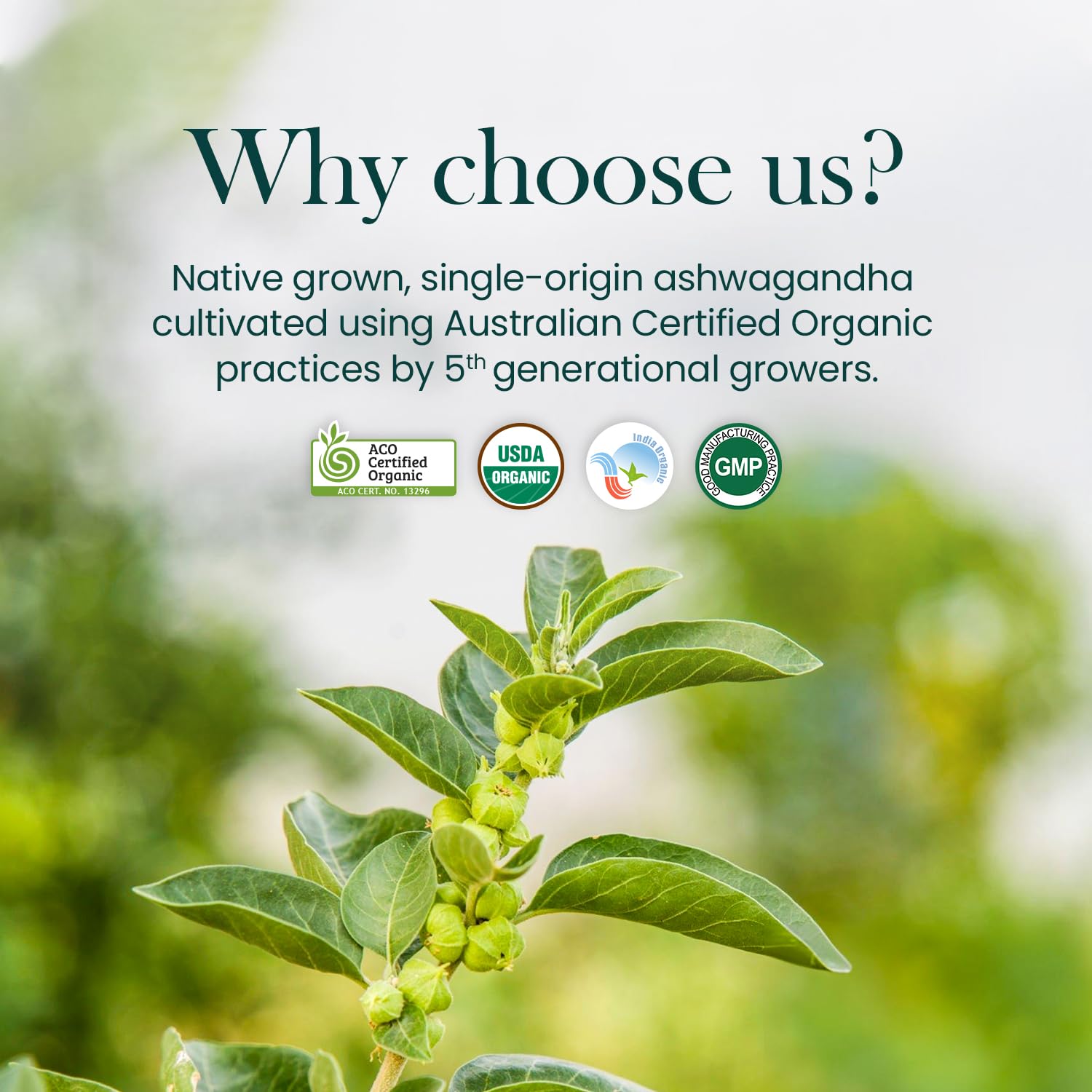 Novus Organics Premium Ashwagandha 60 Tablets- 600mg | USDA & ACO certified Organic Ashwagandha Root Extract | Honest Single Farm Sourced for Maximum Potency | Full Organic Strength Novus Organics Premium Ashwagandha 60 Tablets- 600mg | USDA & ACO certified Organic Ashwagandha Root Extract | Honest Single Farm Sourced for Maximum Potency | Full Organic Strength