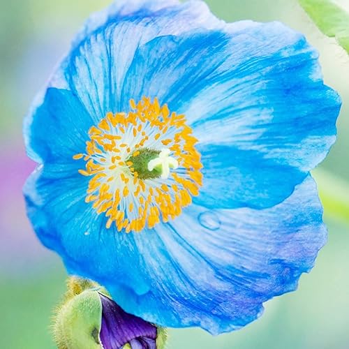 Miniatura 3 de YEGAOL Garden - Semillas de amapola azul del Himalaya Meconopsis Baileyi semillas perennes autosemillas resistentes a ciervos y conejos bordes de