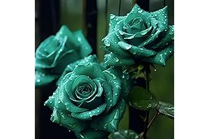 Scottish Green Rose Seeds: Timeless Garden Beauty