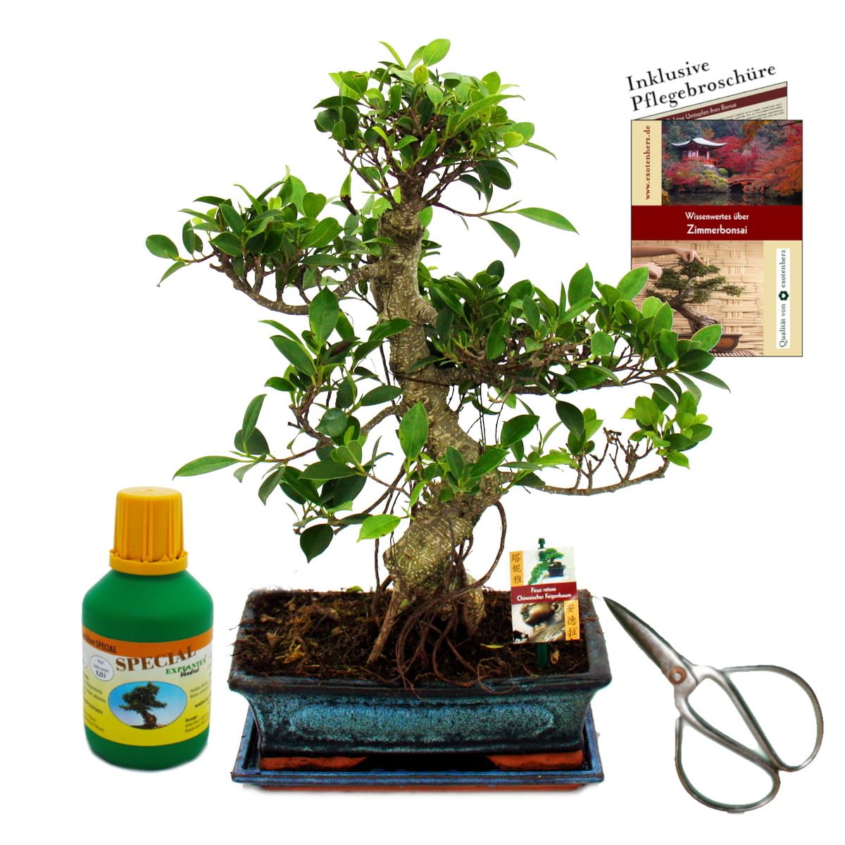 Bonsaï Ficus retusa 15 ans 30 cm Coffret cadeau avec ciseaux et engrais