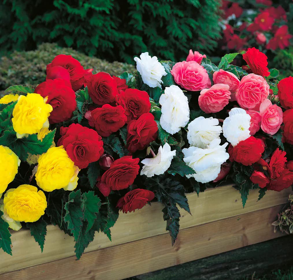 Amazon.com: Votaniki Begonia Mix Bulbs – Flores vibrantes para