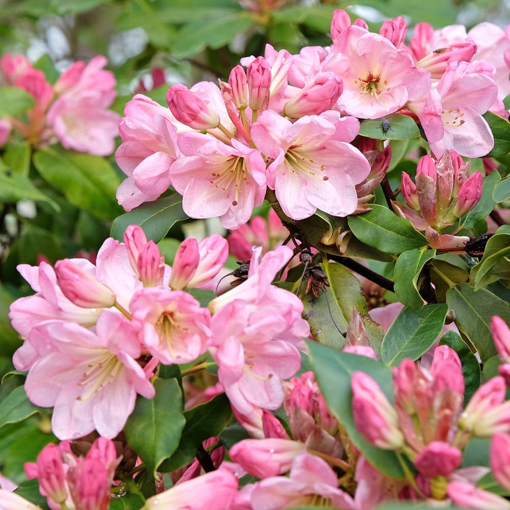 Yougarden Pink Rhododendron Established Plant In 15Cm Pot, Ready To Plant, Evergreen Shrub, Early Spring Flowering Plant