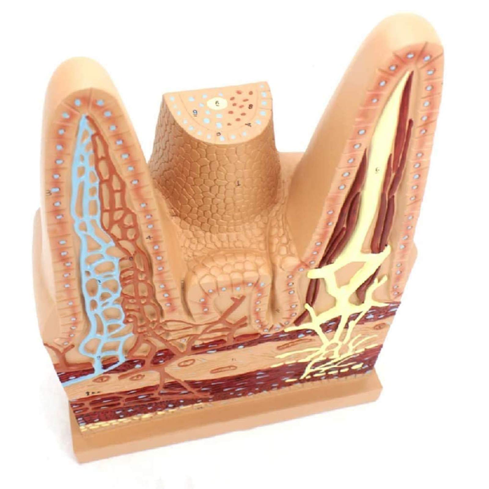 Modelli anatomici, Modello anatomico dei Villi dell'intestino Tenue Umano - Modelli scientifici di Anatomia Umana, Modello apparato in Materiale PVC Verniciato for, sussidio didattico