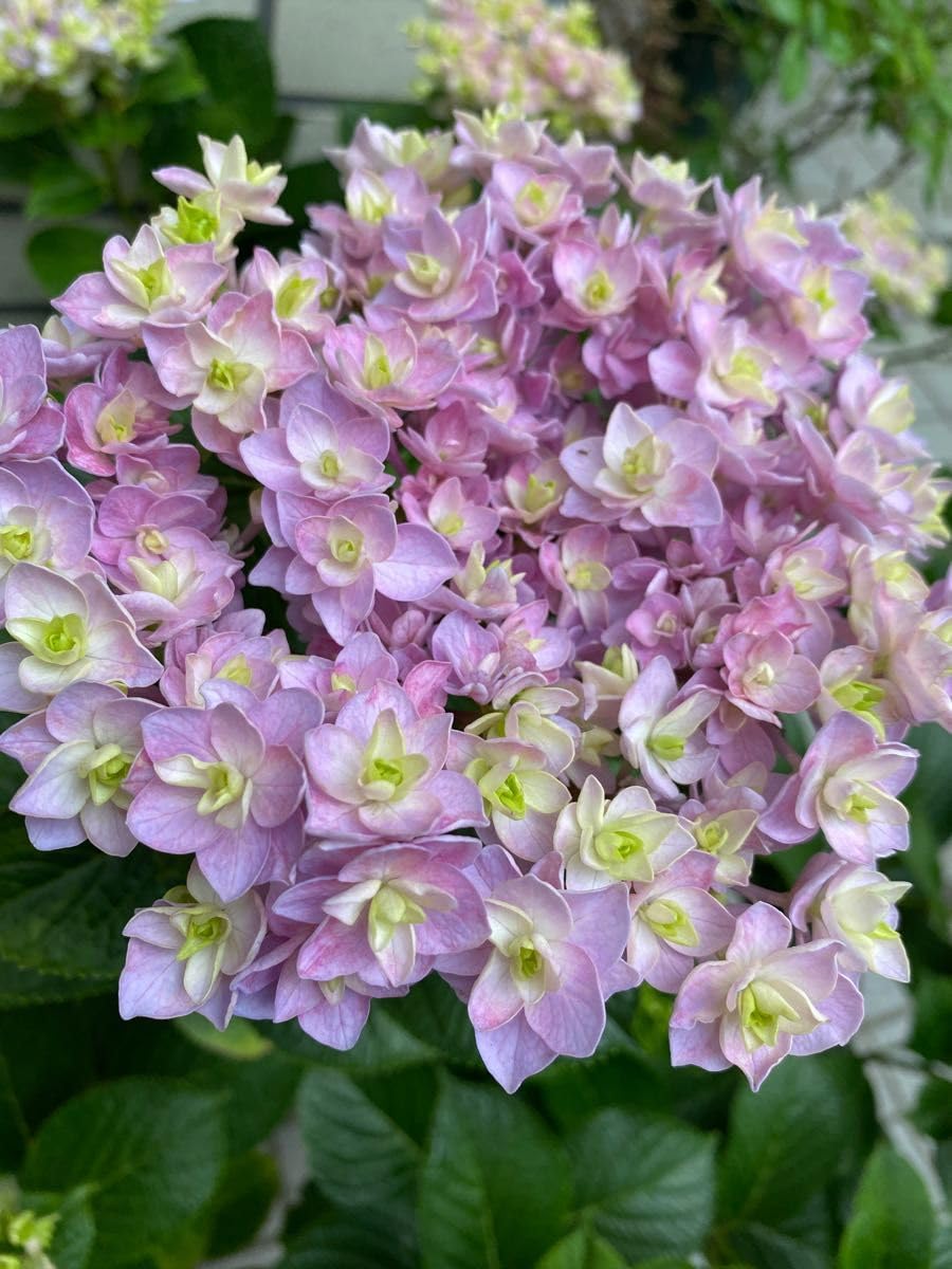 紫陽花紫系③挿し穂1本