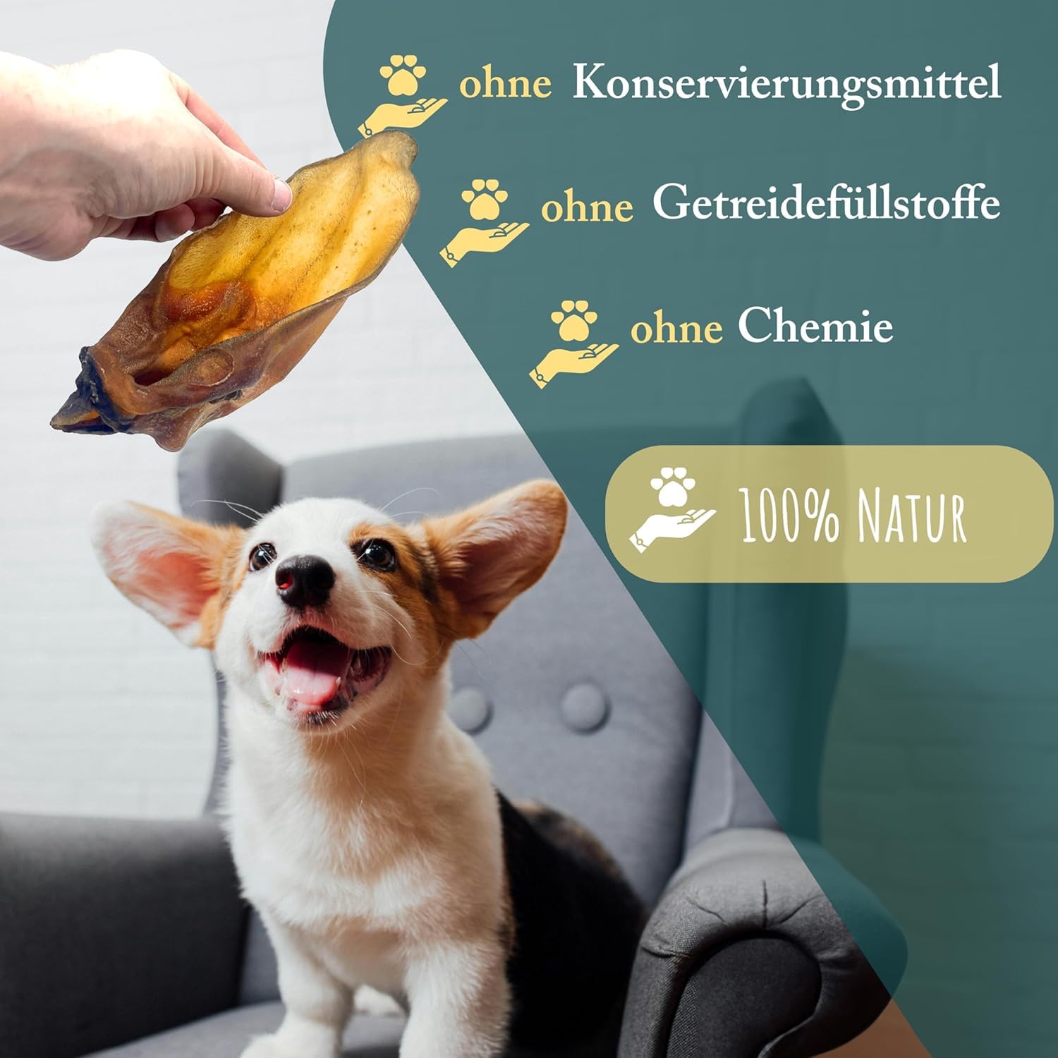 Lot de 50 oreilles de bœuf avec coquillage pour chiens - Naturelles et de qualité supérieure - Faible en gras et en protéines - Article à mâcher pour les soins dentaires de Wuffsnacks