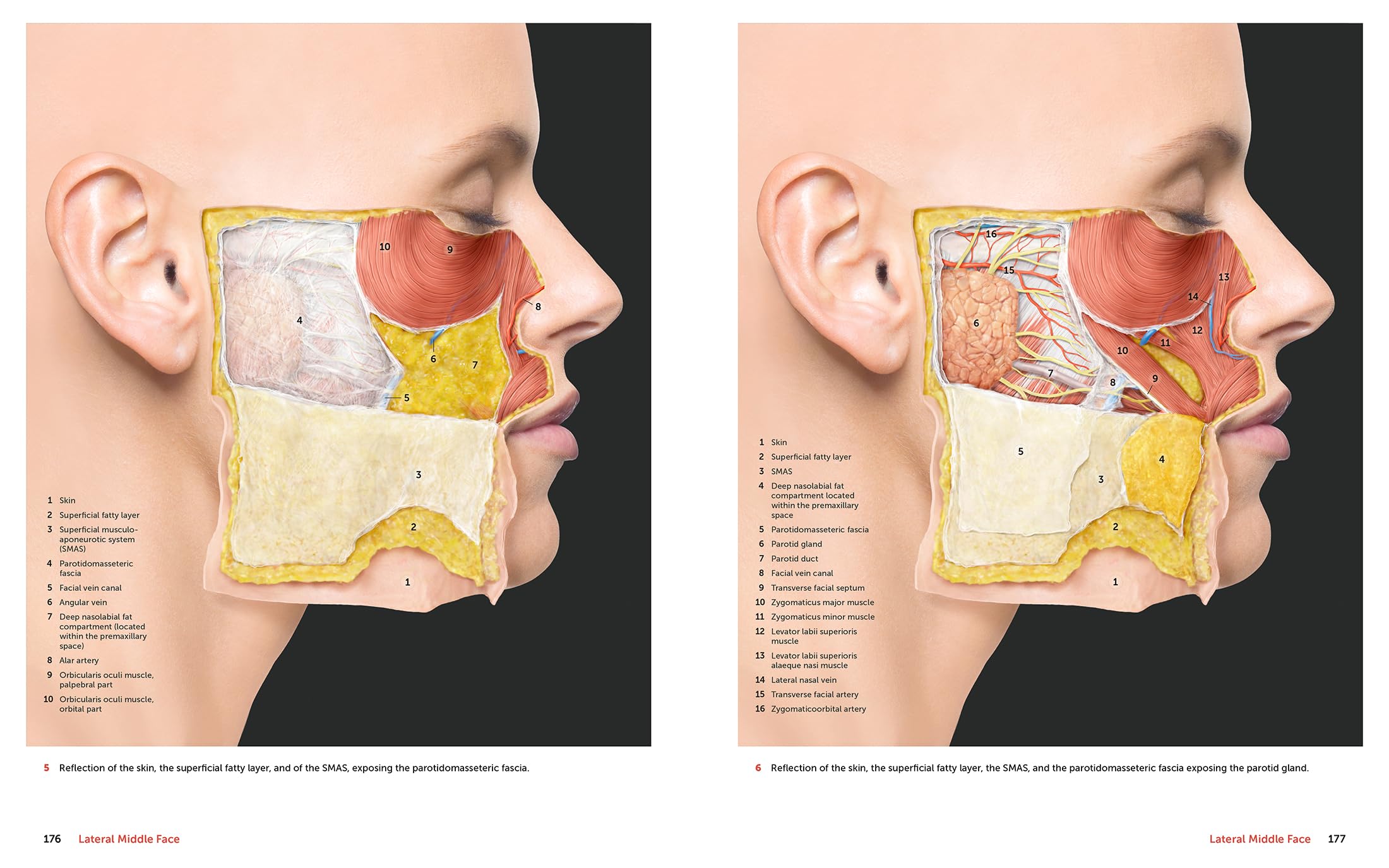 Facial Anatomy: Layer by Layer