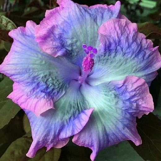 Hibiscus Flower Seeds for Planting - 200+ Hibiscus Seeds Perennial Giant Flower Non-GMO Heirloom Tropical Potted Plants Seeds