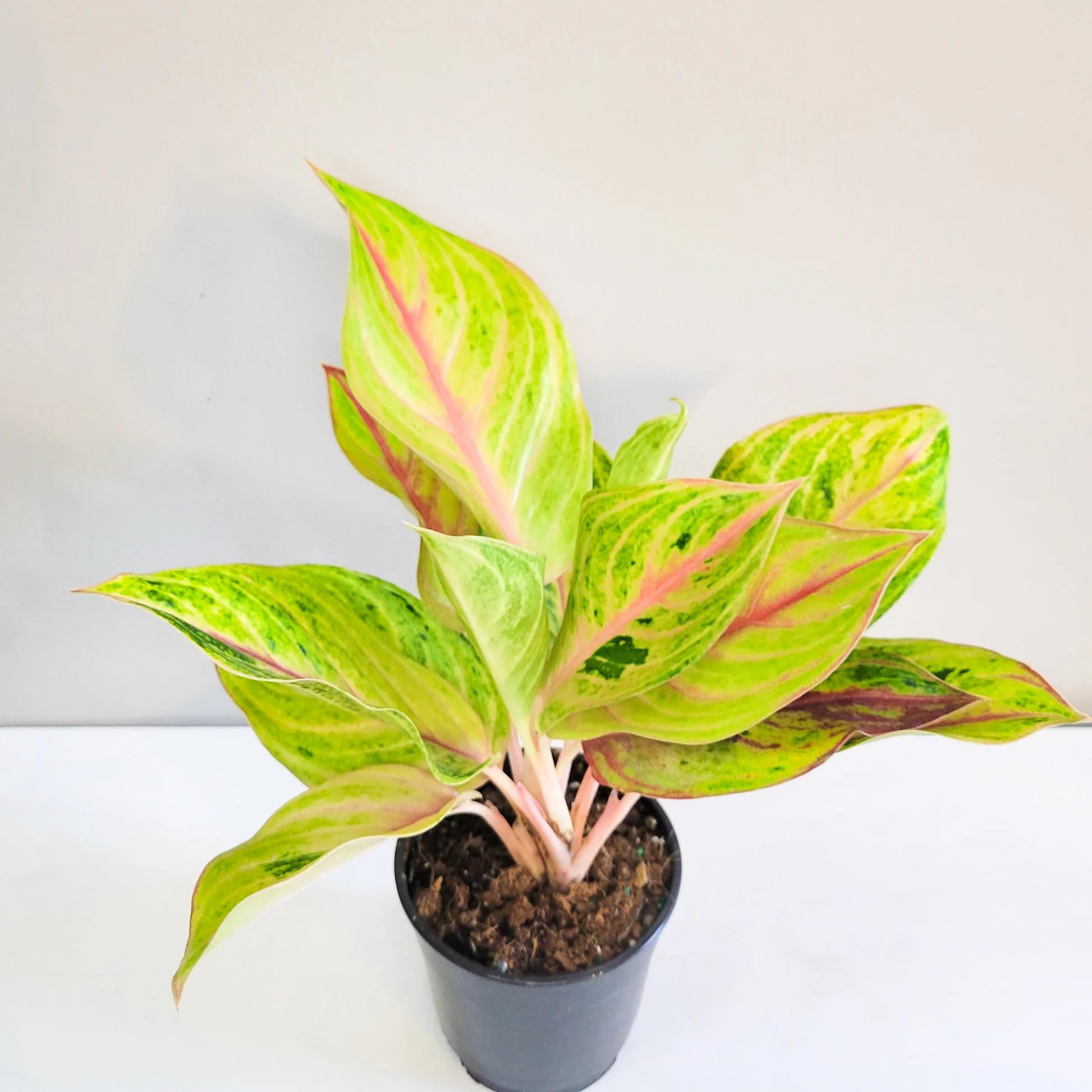 asiatic lily perennial Tiny Lion Asiatic Patio Lily