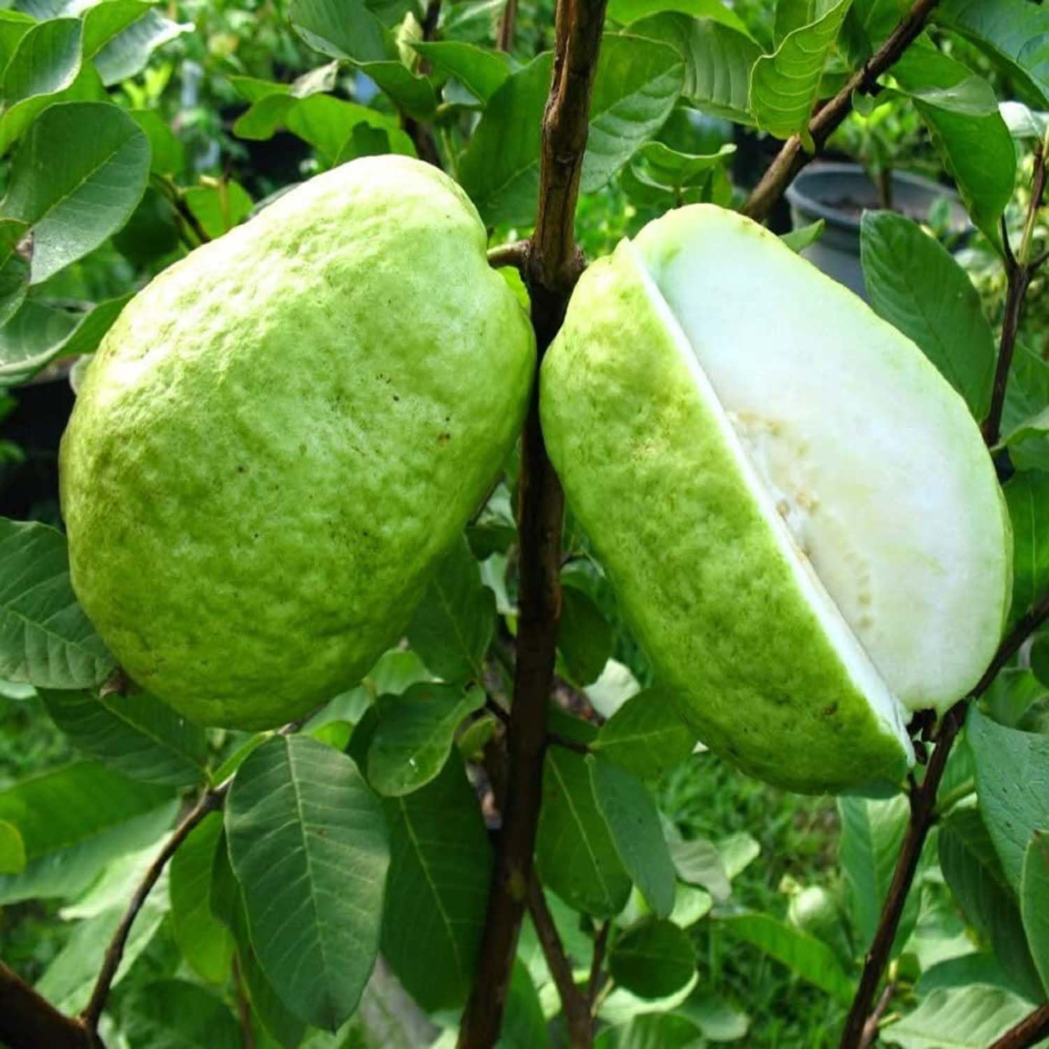 See full amazon price history chart for IXORA Guava Thai 7 Amrood Variety Fruit (Air Layering/Grafted) Live Plants & Tree(1.5-3 Feet Size) IXORA Guava Thai 7 Amrood Variety Fruit (Air Layering/Grafted) Live Plants & Tree(1.5-3 Feet Size) (B0BM9HJ393) Amazon Price History, Amazon Price Tracker