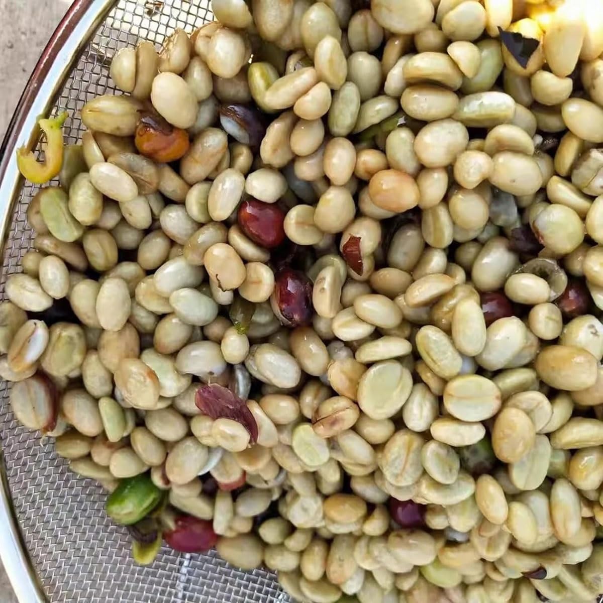 Manual Coffee Bean Peeling Machine,30-100kg/h Hand Crank Coffee Beans Shelling Machine,Heavy Duty Stainless Steel Peeler with Double Discharge Ports,for Shops, Farms, Homes