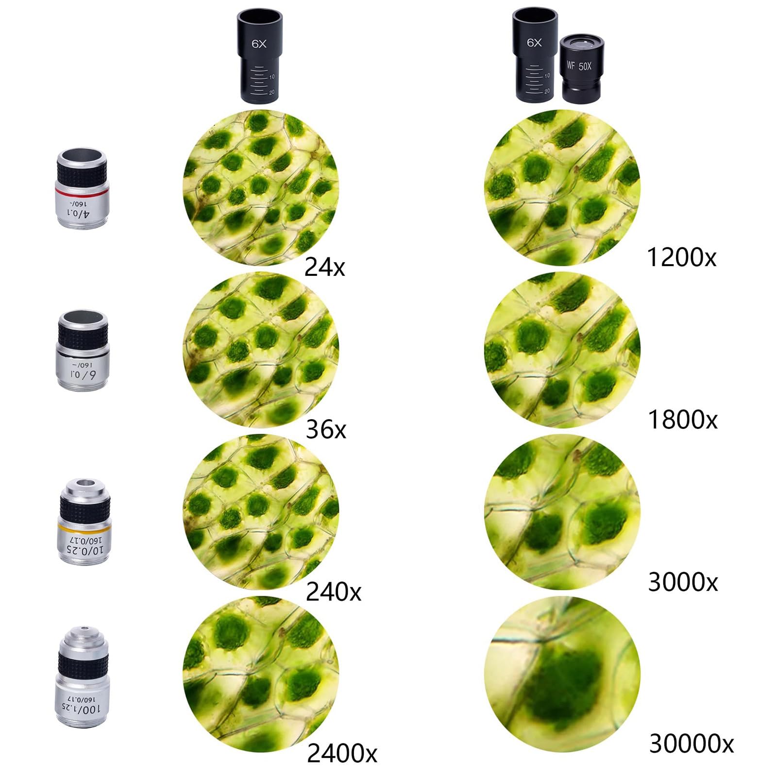 Microscopio Binoculare Professionale, Set di Accessori da Laboratorio 6000X-15000X (Lente Obiettivo 3/4 + 4 Oculari), Osservazione Comoda A 45°, Connessione per Telefono Cellulare,6000X