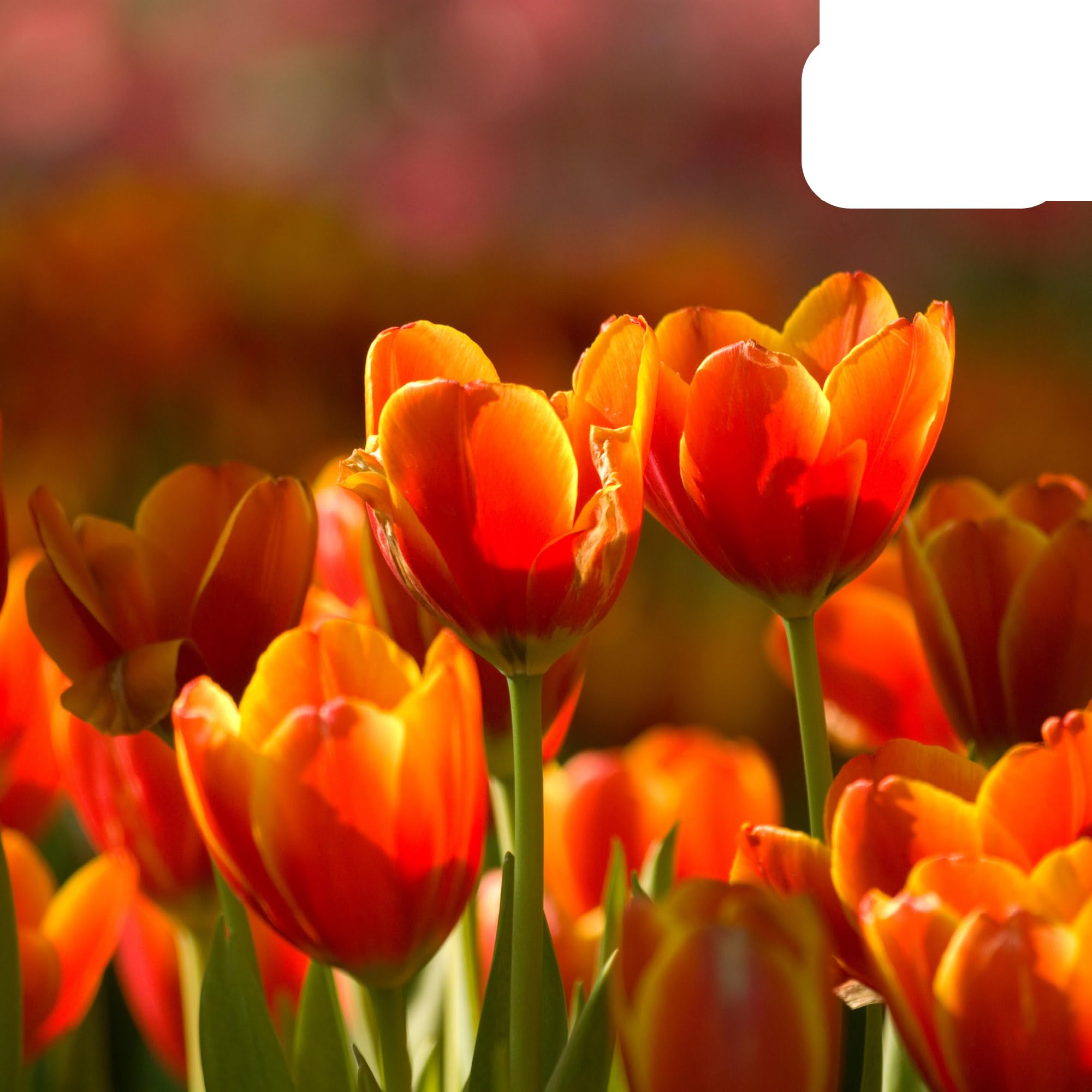 Bulbos de tulipán Dafeng | 20 unidades - Tulipanes naranjas grandes - 30-50cm - Ø5cm - bulbo de flor - Planta de jardín