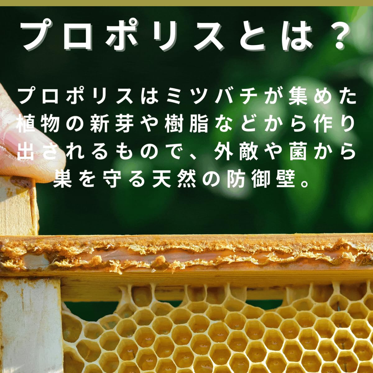 Amazon | 銀座プロポリス 90日分 プロポリス サプリ Amazon | 銀座プロポリス 90日分 プロポリス サプリ