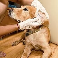 Vista 4 de 100 hisopos profesionales de limpieza de orejas de perro, hisopos de algodón grandes de 6 pulgadas, bastoncillos de algodón de bambú suaves y Puntas