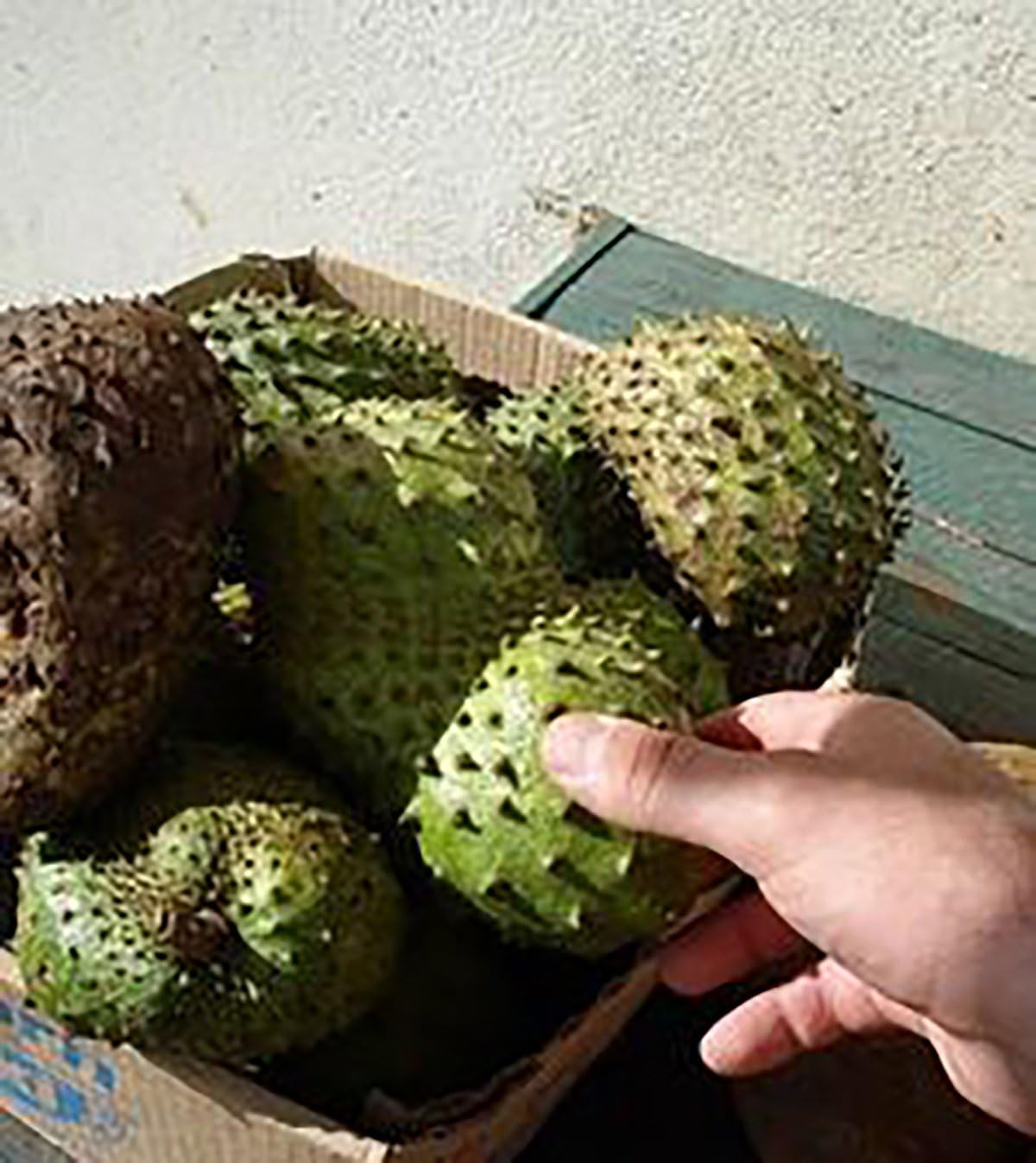 Organic Graviola Liquid Soursop Extract 4 oz Wildcrafted Tincture (Annona Muricata) : Immune System Booster (4oz)
