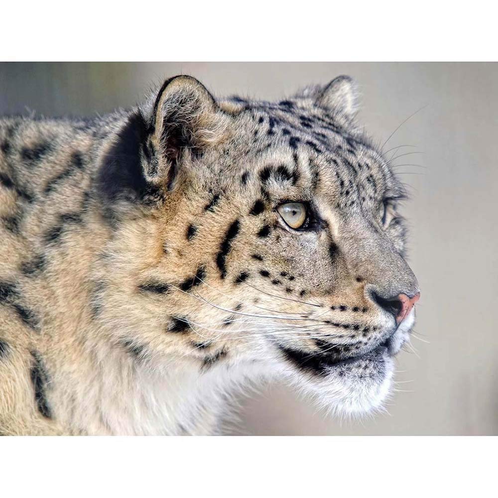 Amazon.com: Wee Blue Coo Snow Leopard Face Close Up Big Cat