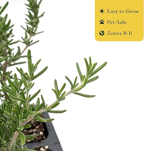 Miniatura 6 de 3 romero rastrero en cubos de vivero de 2.5 pulgadas (Rosmarinus officinalis 'Prostratus')  Hierba aromática de hoja perenne para jardines de rocas,