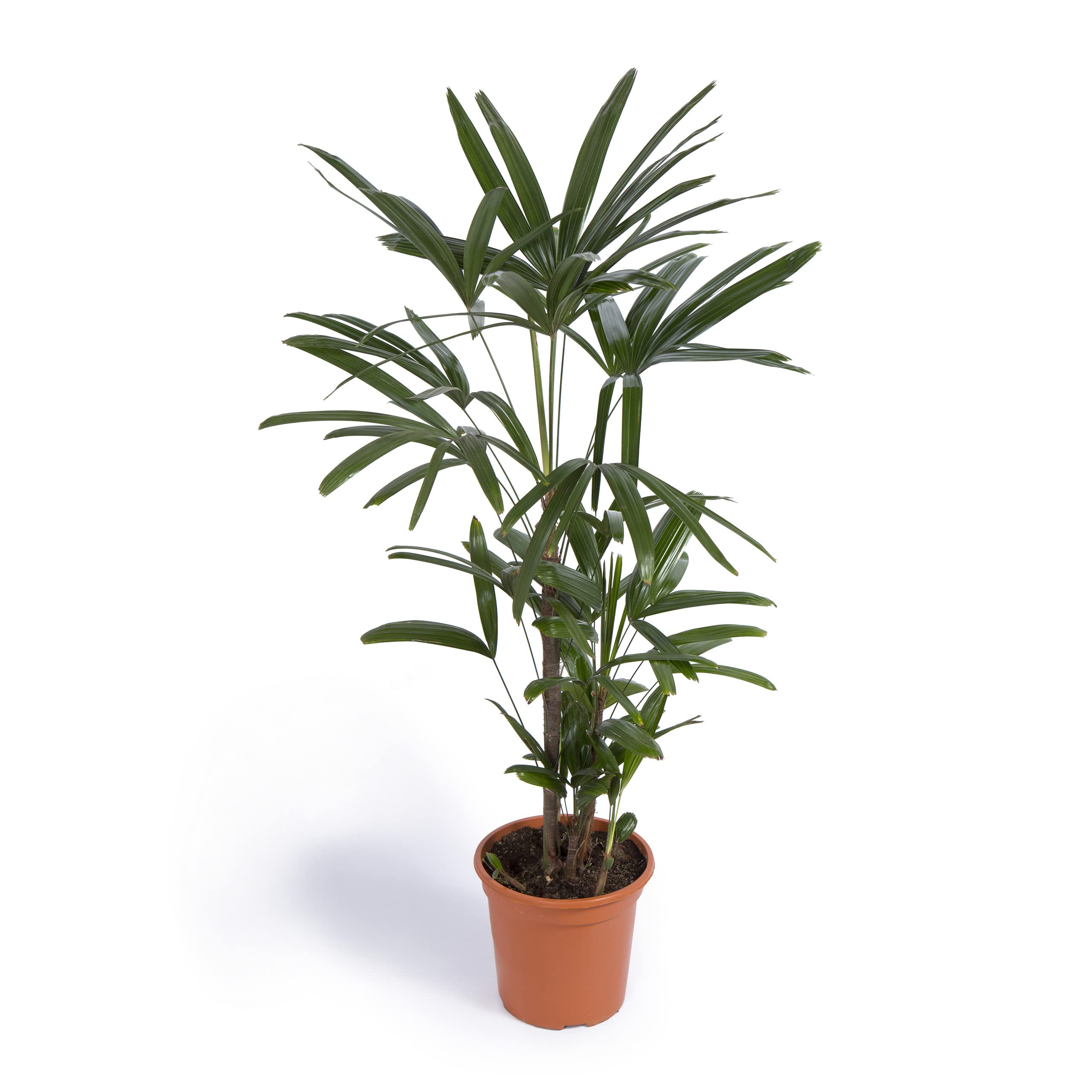 Cool Green - Plantas Naturales - Rhapis Excelsa