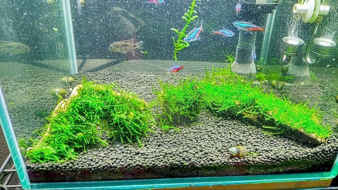 第四種郵便】専用！活着水草流木 3点 第四種郵便】専用！活着 【