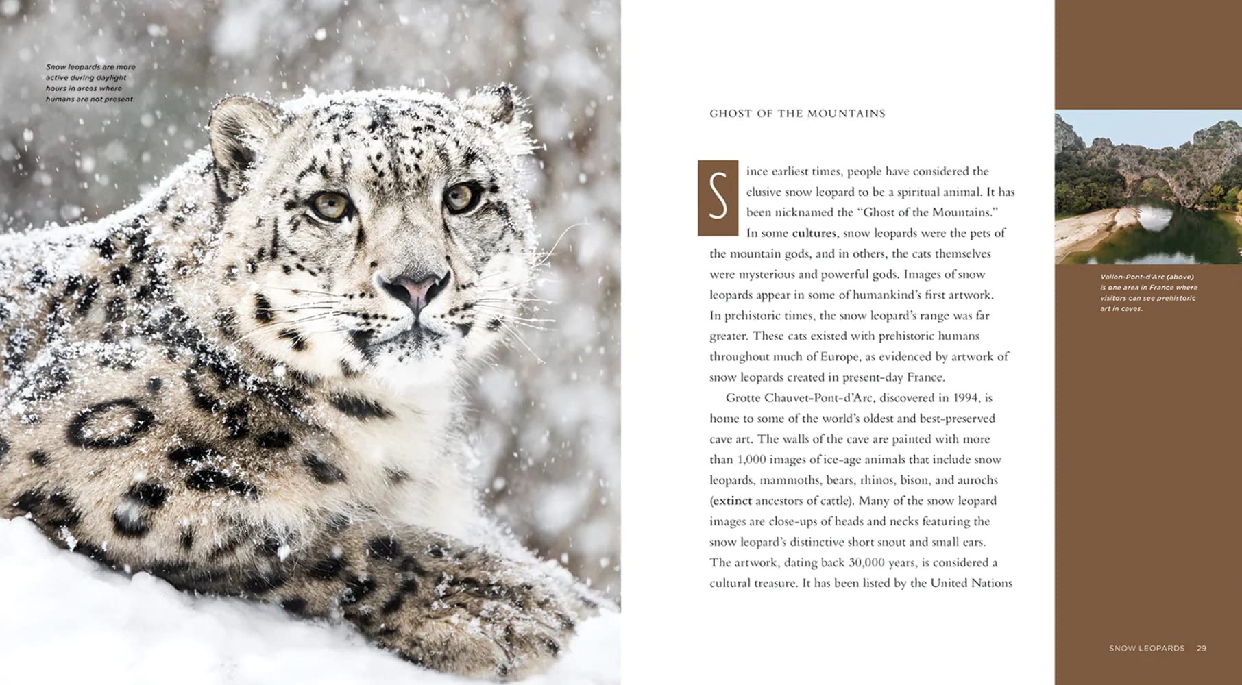 Snow Leopards (Living Wild)