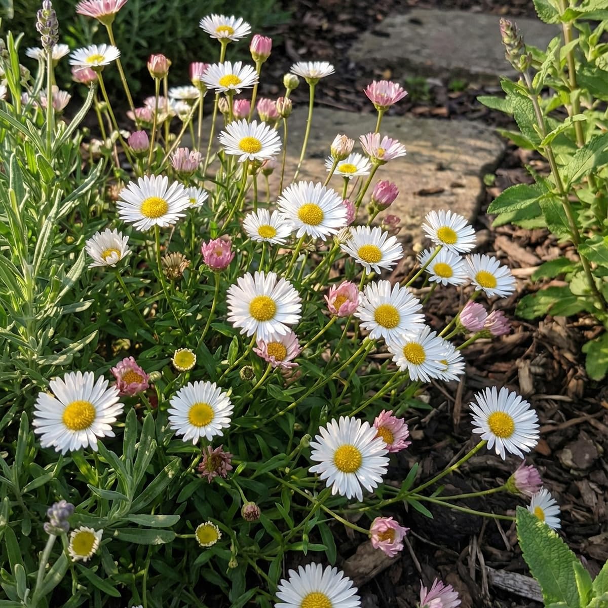 Bloomique - 6er - Set - Erigeron karvinskianus - Mauer - Berufkraut - Reichblühend - Winterhart - Mehrjährig - Höhe 10-20 cm - Topf 9 cm