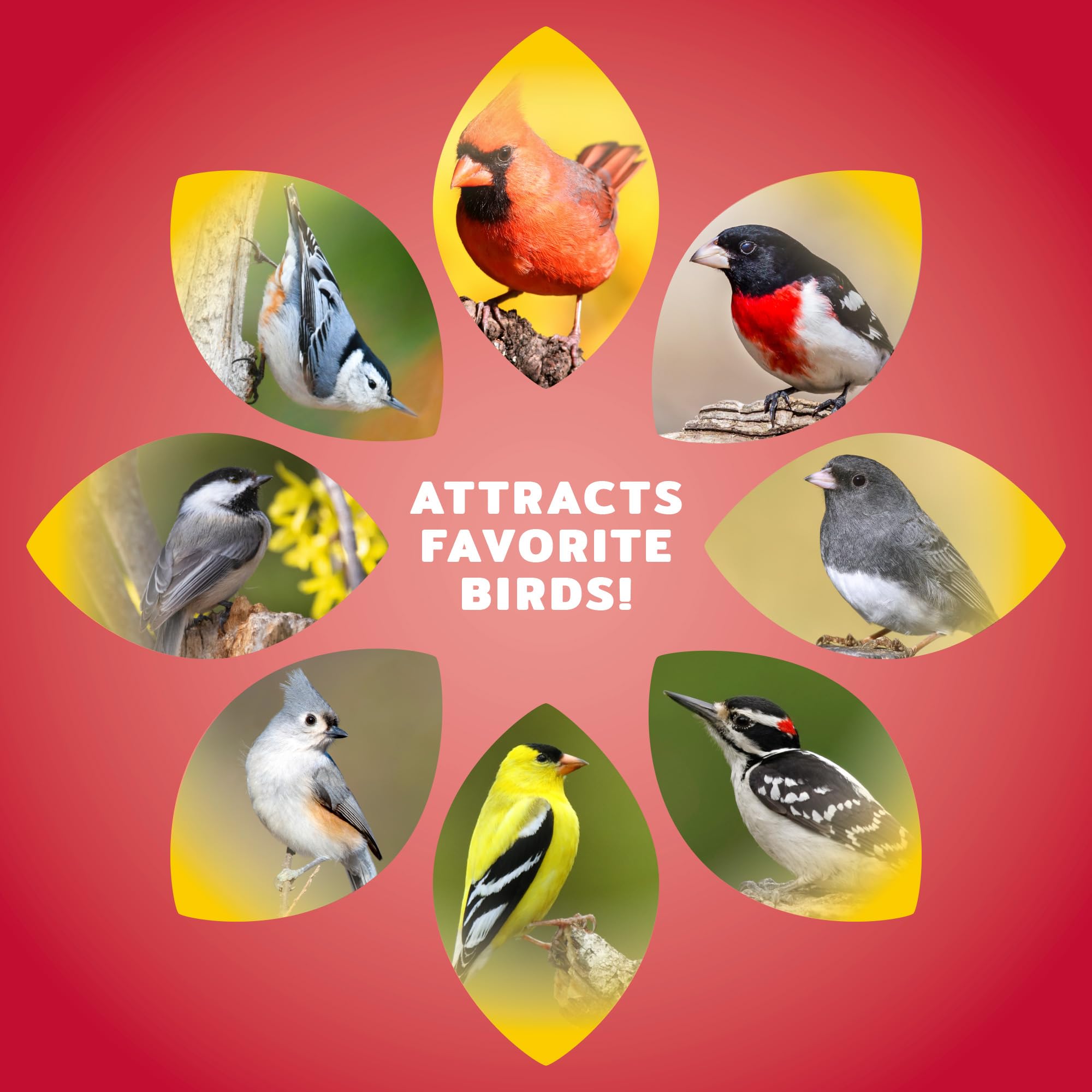 Audubon Park Semilla de pájaro Silvestre Cardenal, 8 Libras – Alimento para pájaros Silvestres para comederos Exteriores, Mezcla de Girasol y cártamo