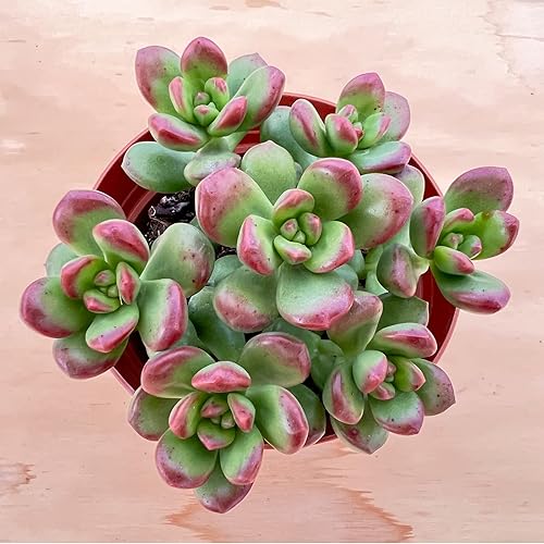 Miniatura 2 de Sedum lucidum Obesum de 4 pulgadas suculenta viva totalmente enraizada en macetas con mezcla de tierra planta de casa rara para decoración de bodas