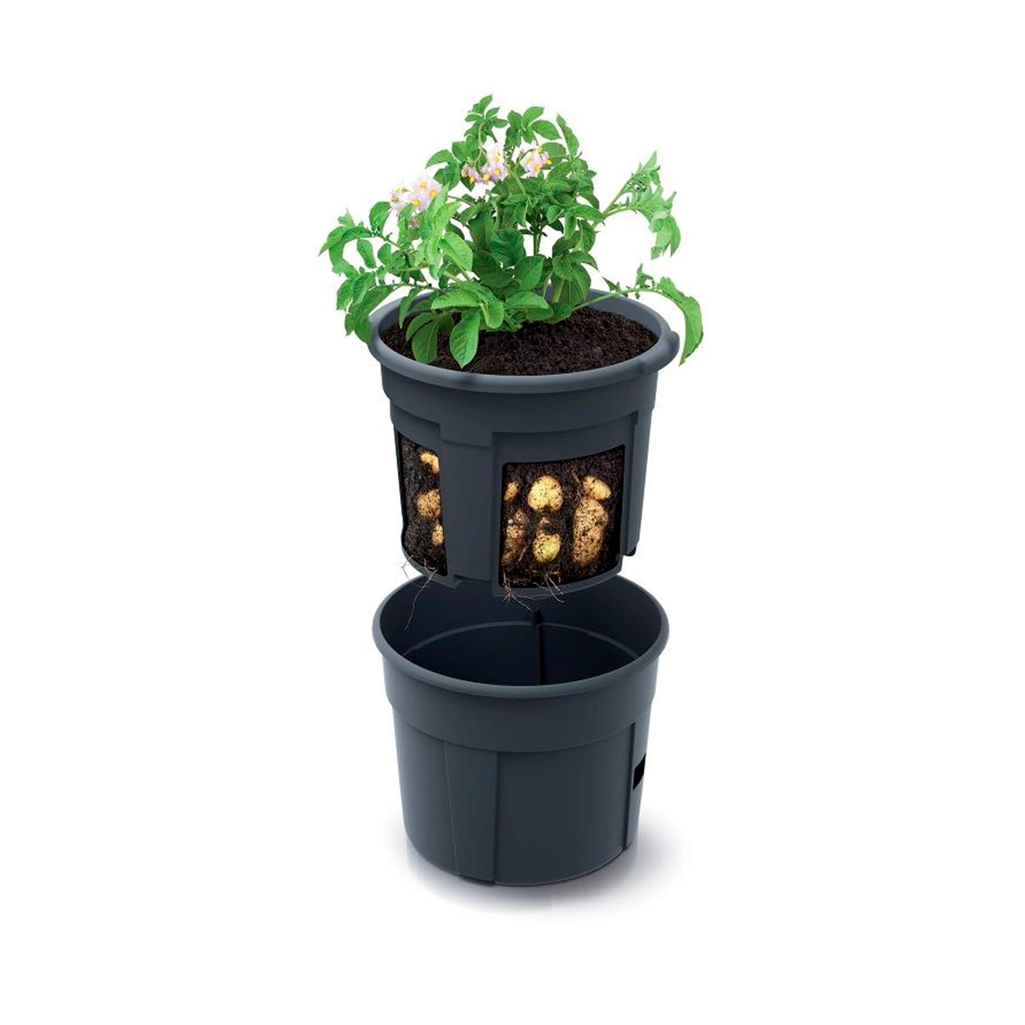 Pot de culture de pommes de terre Prosperplast Potato Grower en plastique de couleur anthracite 39,2 (L) x 39,2 (l) x 31,6 (H) cm
