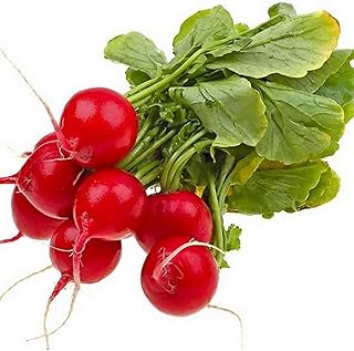Early Scarlet Globe Radish Seeds - 100 Count Seed Pack- Non-GMO - The Classic, Round red Radish with Crisp White Flesh Tha...