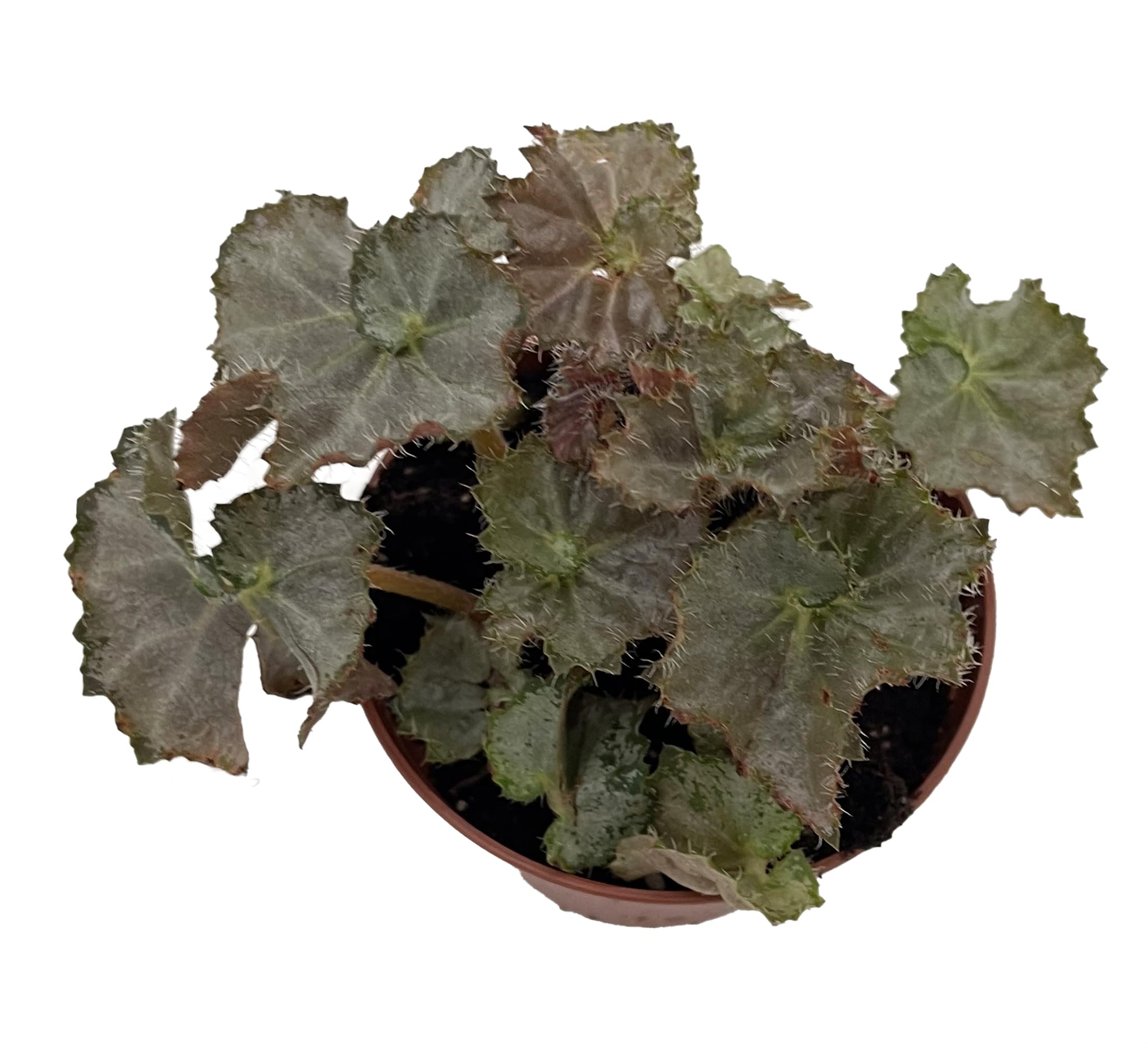 Amazon.com : Five and Dime Begonia Plant - 2.5