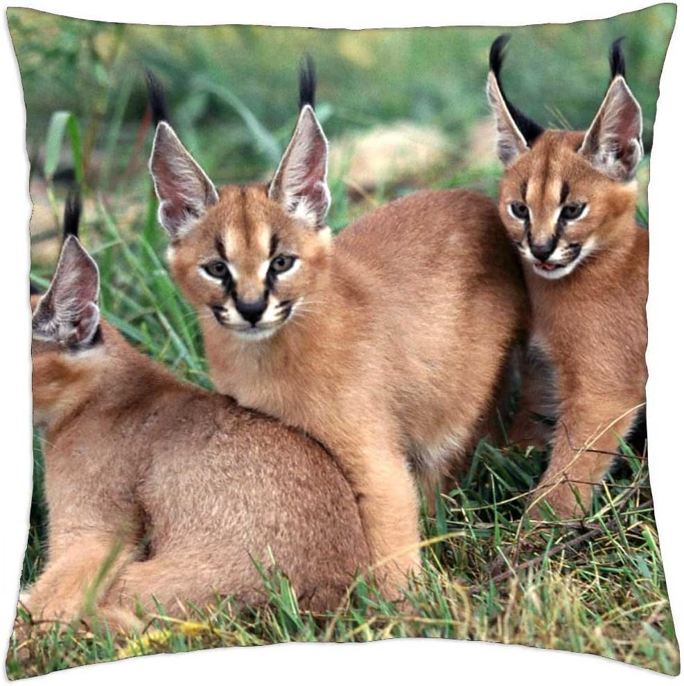 Three Caracal Kittens Aka Desert Lynx Throw Pillow Cover Case 18 Amazon Fr Cuisine Et Maison Three Caracal Kittens Aka Desert Lynx Throw Pillow Cover Case 18 Amazon Fr Cuisine Et Maison